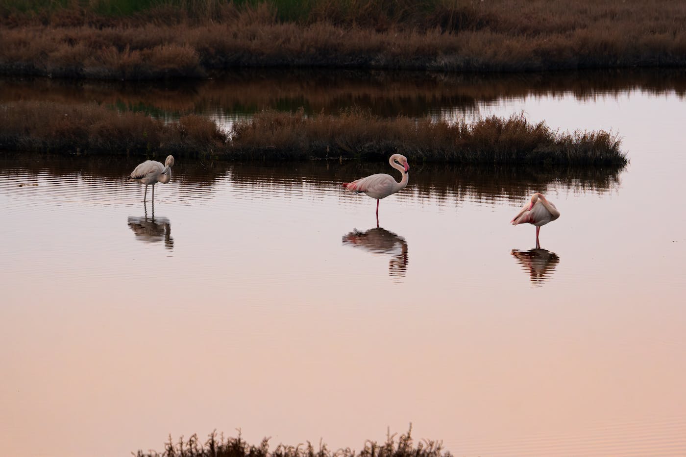 Fenicotteri rosa nelle saline poco profonde vicino a Vendicari, Sicilia sud-orientale
