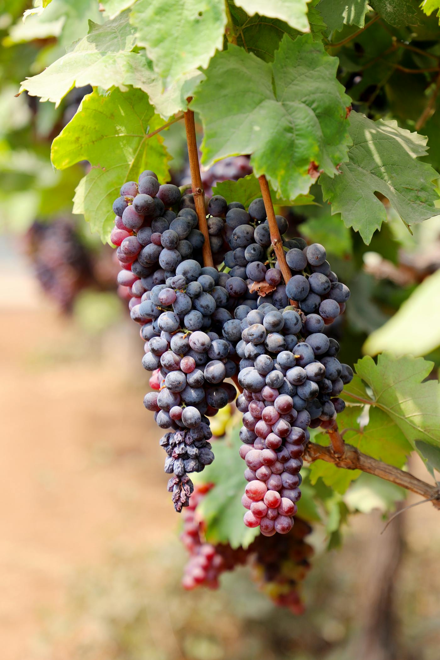 Grappes de raisin mur suspendues a la vigne dans la lumiere chaude de l'apres-midi