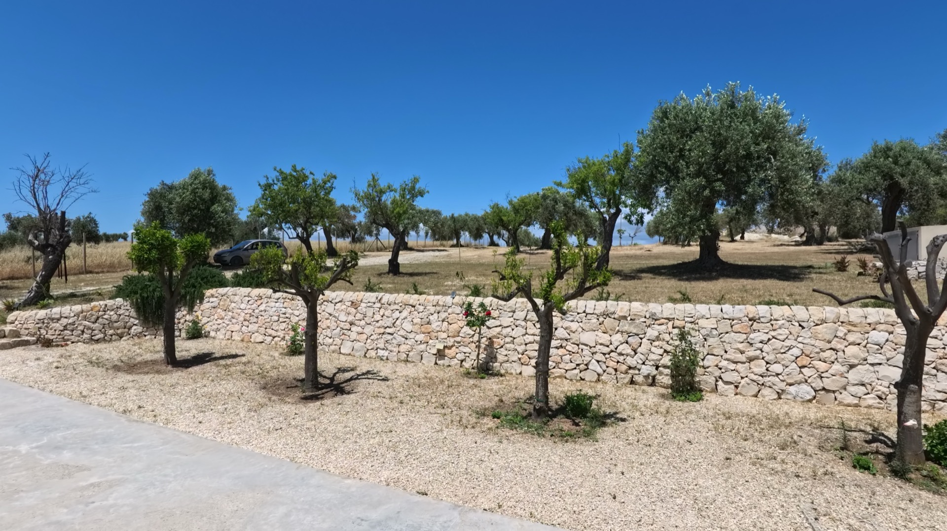 L'ingresso di Villa Magnus — muro a secco, uliveto e viale in ghiaia